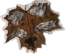 Going for a wee walk